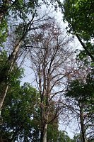 Bild: Im Stadtpark sterben B&auml;ume