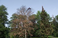 Bild: Im Stadtpark sterben B&auml;ume