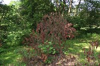 Bild: Im Stadtpark sterben B&auml;ume