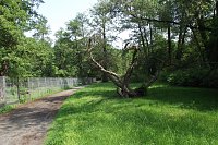 Bild: Im Stadtpark sterben B&auml;ume
