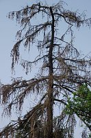 Bild: Im Stadtpark sterben B&auml;ume