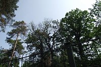 Bild: Im Stadtpark sterben B&auml;ume