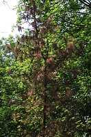 Bild: Im Stadtpark sterben B&auml;ume