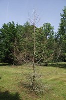 Bild: Im Stadtpark sterben B&auml;ume
