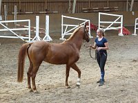 Bild: Schloss, Waffen, Haflinger, Reiterspiele, Stutenmilchlik&ouml;r