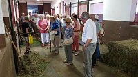 Bild: Schloss, Waffen, Haflinger, Reiterspiele, Stutenmilchlik&ouml;r