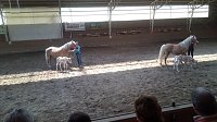 Bild: Schloss, Waffen, Haflinger, Reiterspiele, Stutenmilchlik&ouml;r
