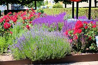 Bild: Farbenpracht und Schmetterlinge