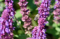 Bild: Farbenpracht und Schmetterlinge