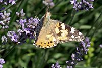 Bild: Farbenpracht und Schmetterlinge