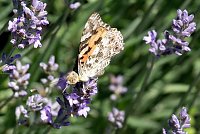 Bild: Farbenpracht und Schmetterlinge