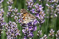 Bild: Farbenpracht und Schmetterlinge