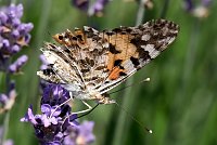 Bild: Farbenpracht und Schmetterlinge