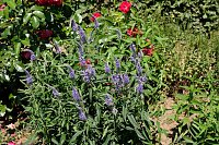Bild: Farbenpracht und Schmetterlinge