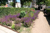 Bild: Farbenpracht und Schmetterlinge