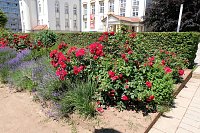 Bild: Farbenpracht und Schmetterlinge