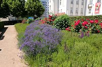 Bild: Farbenpracht und Schmetterlinge