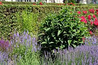 Bild: Farbenpracht und Schmetterlinge
