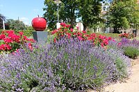 Bild: Farbenpracht und Schmetterlinge