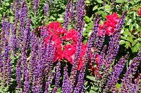 Bild: Farbenpracht und Schmetterlinge