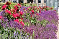 Bild: Farbenpracht und Schmetterlinge