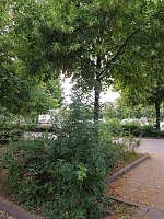 Bild: Mangelnde Pflege am August-Bebel-Platz