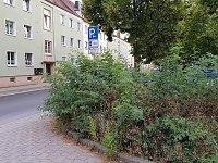 Bild: Mangelnde Pflege am August-Bebel-Platz