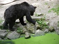 Bild: Spende f&uuml;r den B&auml;renpark
