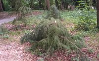 Bild: Vandalismus im Park Hohenrode