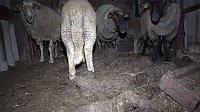 Bild: Tierschutzorganisation erhebt Vorw&uuml;rfe gegen Hundez&uuml;chterin aus Bleicherode