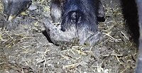 Bild: Tierschutzorganisation erhebt Vorw&uuml;rfe gegen Hundez&uuml;chterin aus Bleicherode