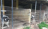Bild: Tierschutzorganisation erhebt Vorw&uuml;rfe gegen Hundez&uuml;chterin aus Bleicherode