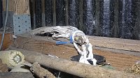 Bild: Tierschutzorganisation erhebt Vorw&uuml;rfe gegen Hundez&uuml;chterin aus Bleicherode