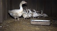 Bild: Tierschutzorganisation erhebt Vorw&uuml;rfe gegen Hundez&uuml;chterin aus Bleicherode