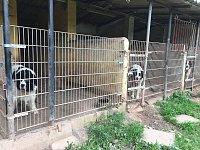 Bild: Tierschutzorganisation erhebt Vorw&uuml;rfe gegen Hundez&uuml;chterin aus Bleicherode