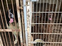 Bild: Tierschutzorganisation erhebt Vorw&uuml;rfe gegen Hundez&uuml;chterin aus Bleicherode