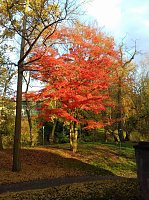 Indian summer Bild: Indian summer