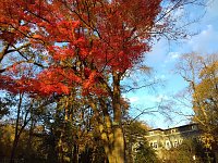Indian summer Bild: Indian summer
