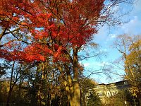 Indian summer Bild: Indian summer