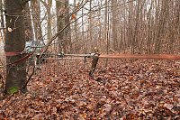 auto im Wald Bild: auto im Wald