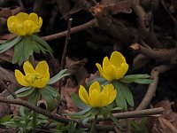 Bild: Winterlinge im Februar