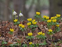 Bild: Winterlinge im Februar