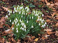 Bild: Winterlinge im Februar