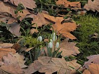 Bild: Winterlinge im Februar