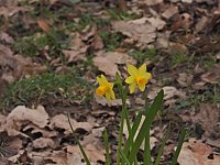 Bild: Winterlinge im Februar