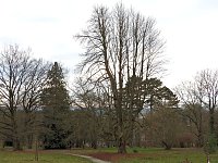 Bild: Winterlinge im Februar