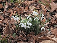 Bild: Winterlinge im Februar