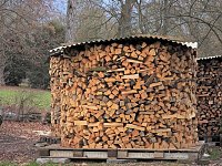 Bild: Winterlinge im Februar