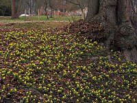 Bild: Winterlinge im Februar
