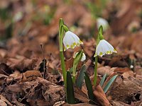 Bild: Winterlinge im Februar
